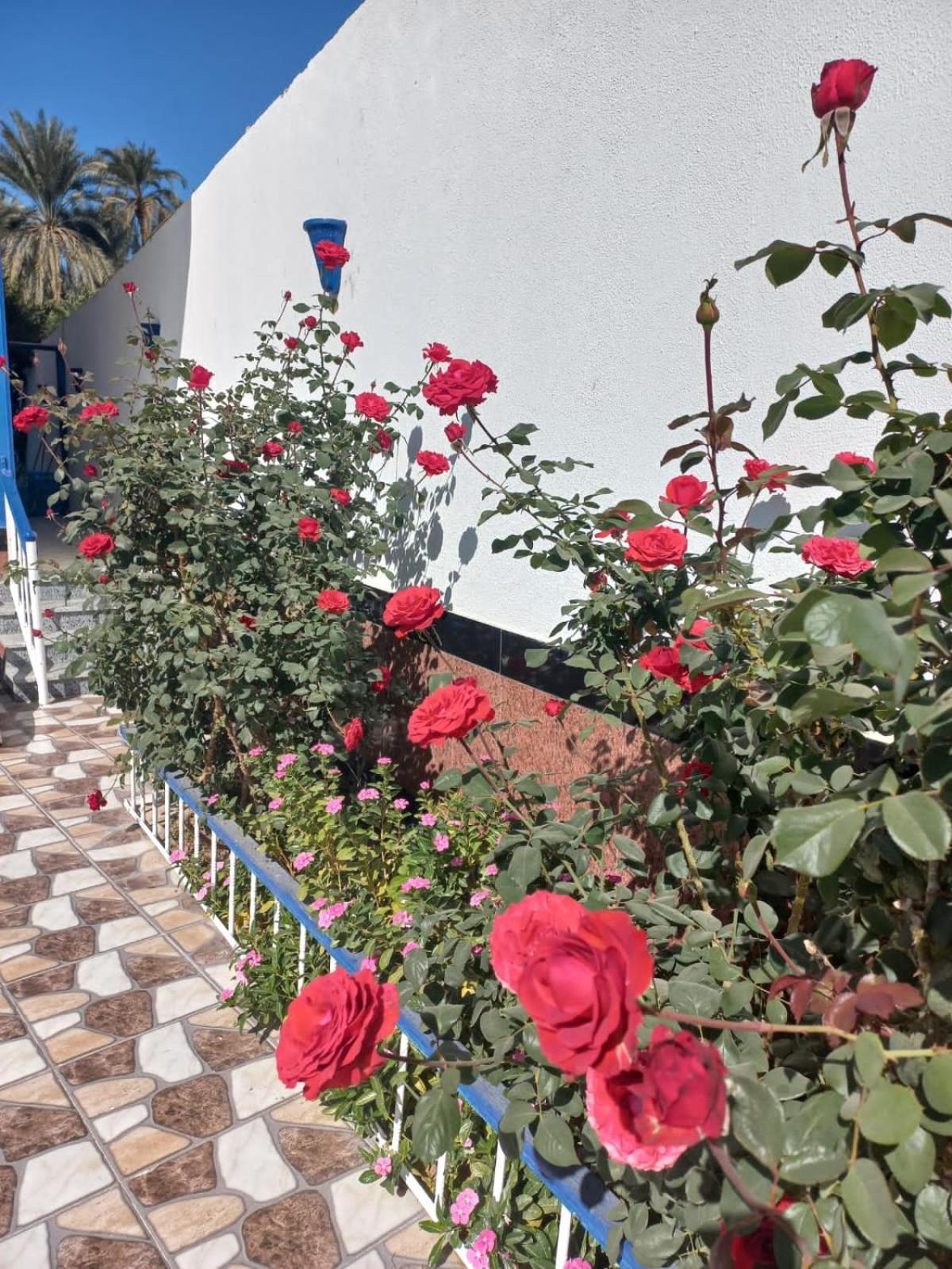Villa Kaslan Apartments Luxor Luaran gambar